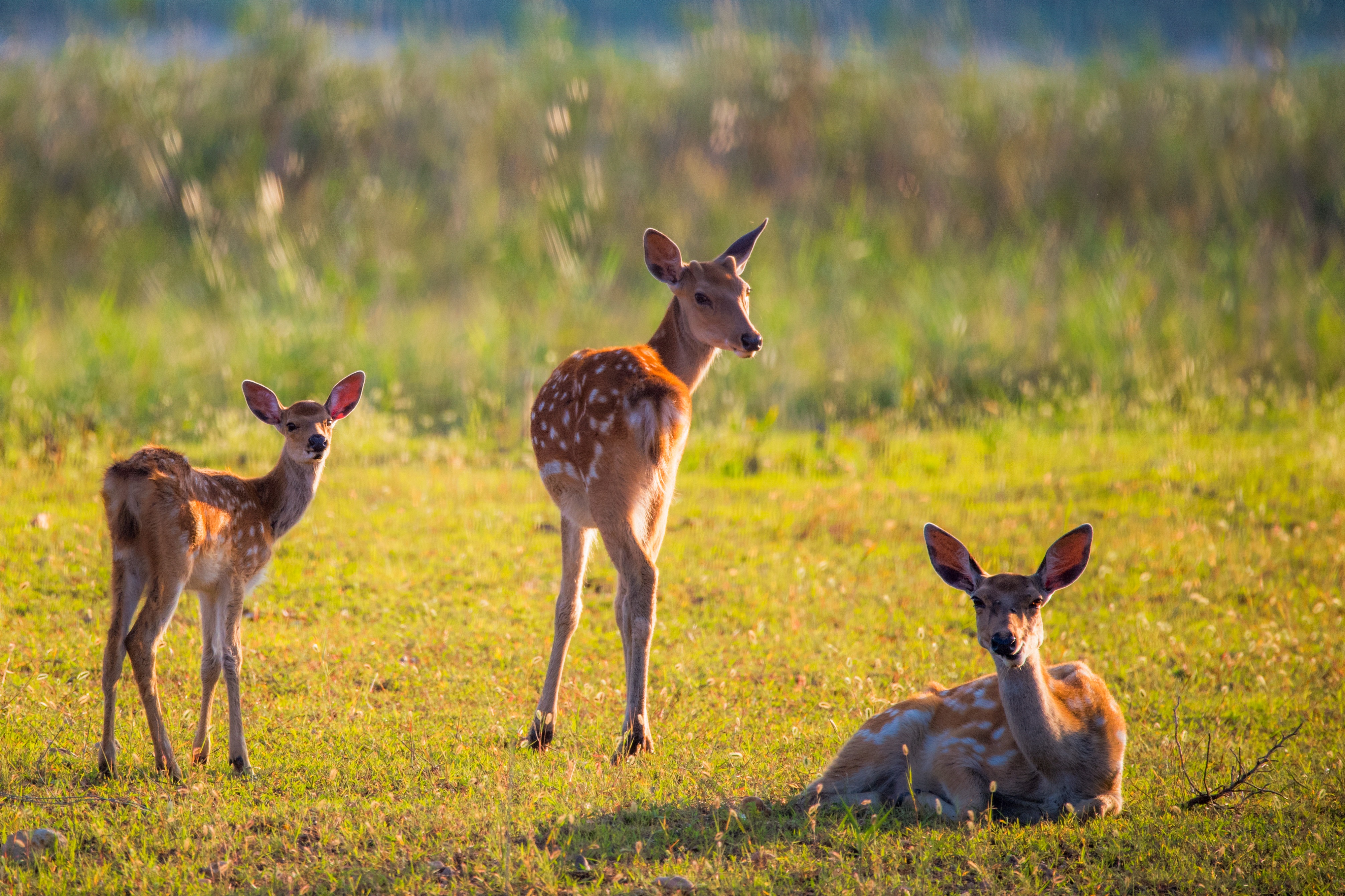 香港正版资料原版资料
